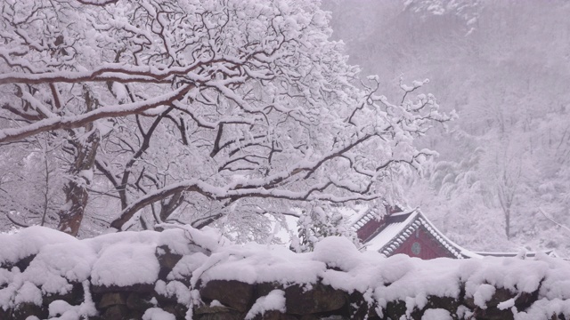 韩国全罗南道，若溪山/顺天溪松光沙寺，树枝被冬雪覆盖视频素材