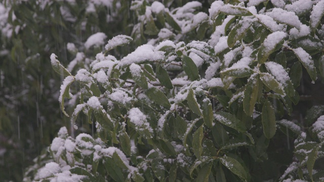 树叶上的冬雪/全罗南道顺天溪，韩国视频素材