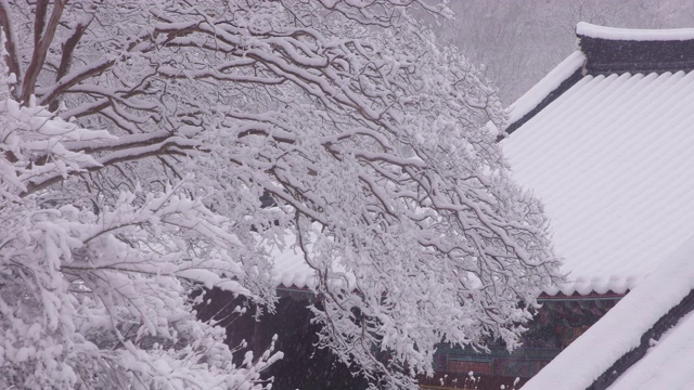 韩国全罗南道，若溪山/顺天溪松光沙寺树枝上的冬雪视频素材