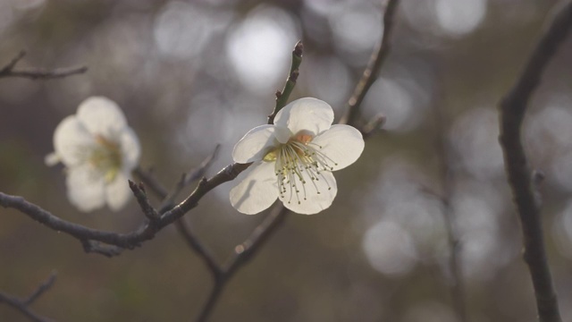 梅花/全罗南道顺天溪，韩国视频素材