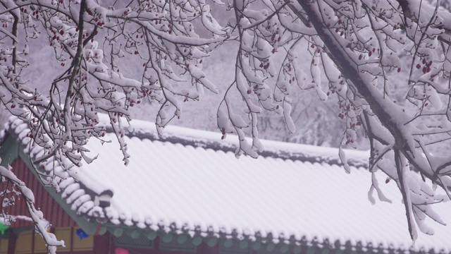 韩国全罗南道，若溪山/顺天溪松光沙寺，樱花上的冬雪视频素材