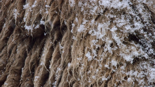 雪山野牛的特写视频素材