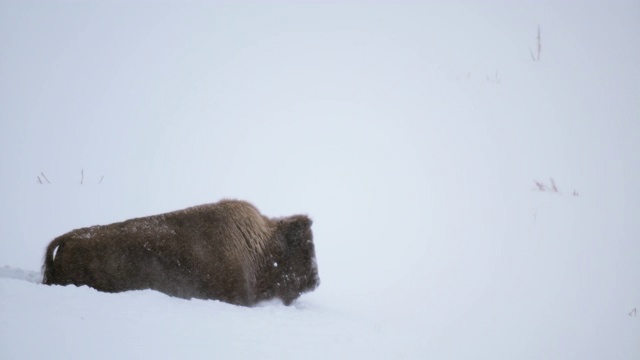 野牛在深雪中推挤的广角镜头视频素材