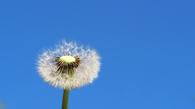 白色的蒲公英花。松软的种子飞走了。慢性视频素材