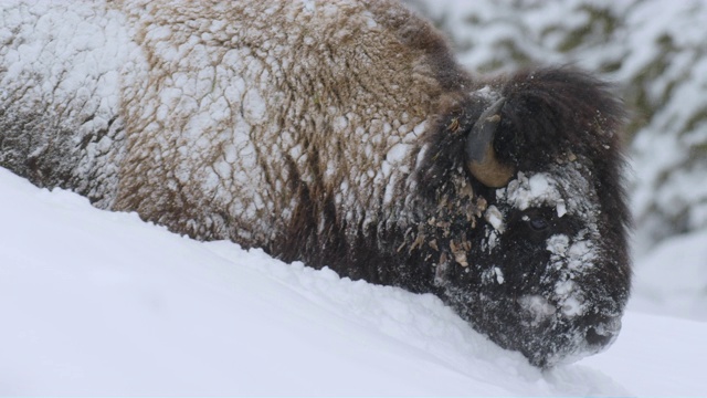 野牛在深雪中行走的汇编视频素材