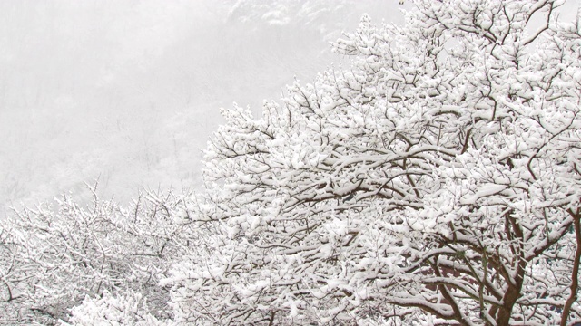 树枝上的冬雪/全罗南道顺天寺，韩国视频素材