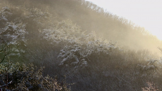 阳光照耀冬日暴风雪/全罗南道顺天寺，韩国视频素材