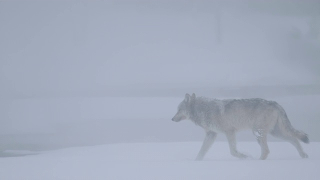 狼群在白雪皑皑的大地上奔跑着，被热气掩盖着视频素材