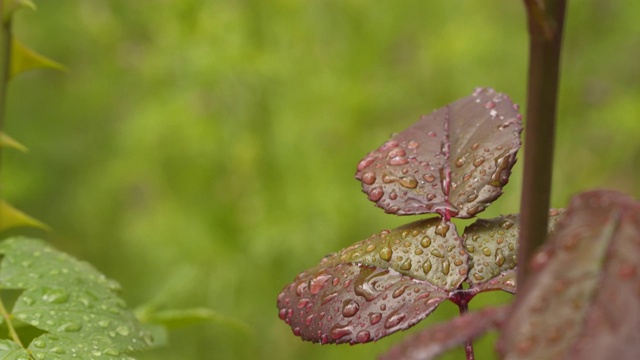 雨滴落在树叶上。多雨的天气视频素材