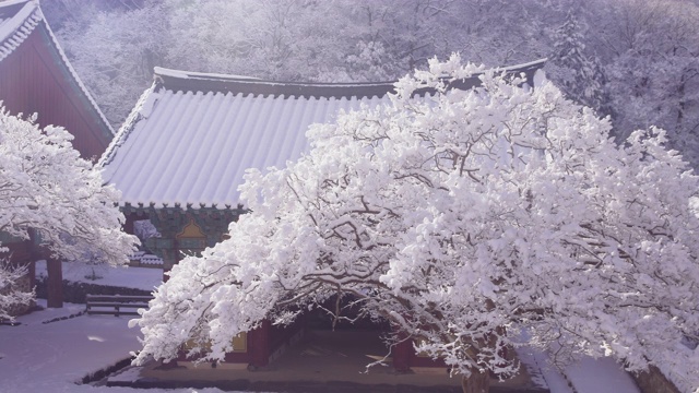 韩国全罗南道，若溪山/顺天溪松光沙寺树枝上的冬雪视频素材