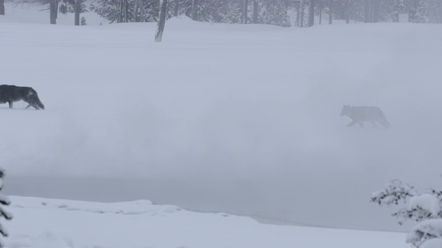 狼群在白雪皑皑的大地上奔跑着，被热气掩盖着视频素材