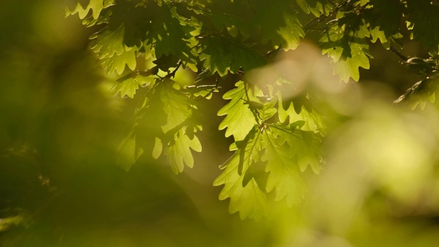 在一个阳光明媚的夏夜岛上，聚焦一些模糊的绿叶中的橡树叶子视频素材