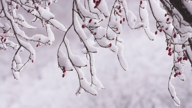 樱花上的冬雪/全罗南道顺天溪，韩国视频素材