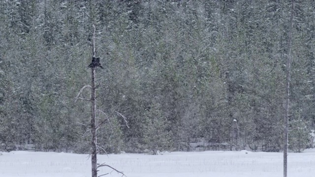 两只乌鸦在树上栖息，在雪中飞翔视频素材