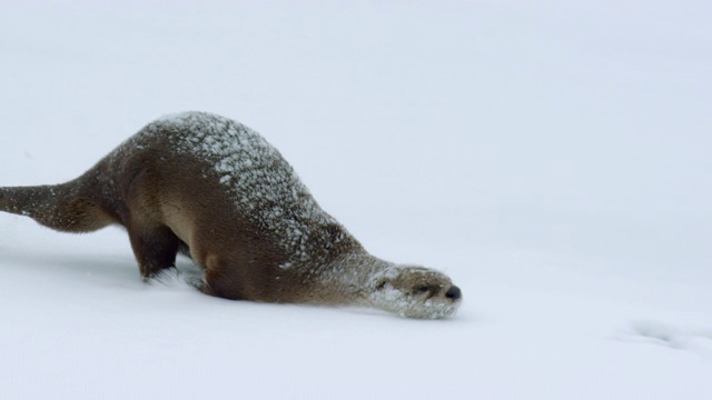 北美水獭在雪中滑行视频素材