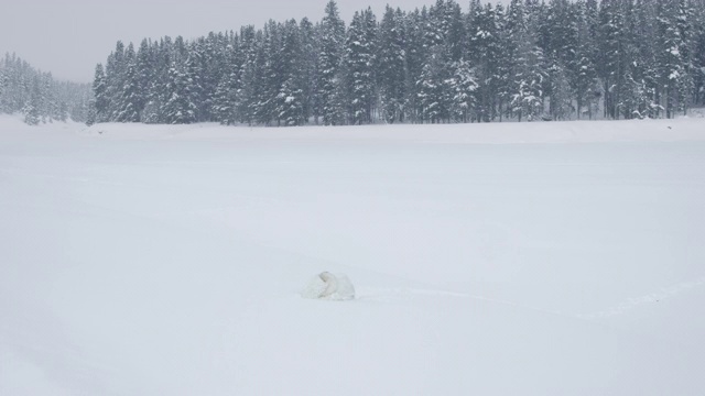 雪地里休息的号手天鹅的汇编视频素材