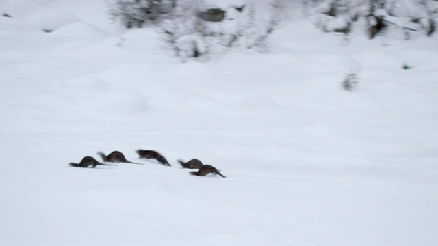 追踪拍摄到五只北美水獭在雪地里奔跑视频素材