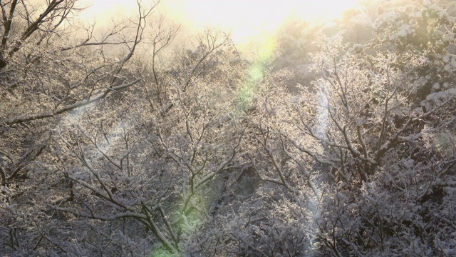 阳光照耀冬日暴风雪/全罗南道顺天寺，韩国视频素材