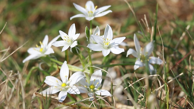 白野花伞鸟，星鸟，视频下载