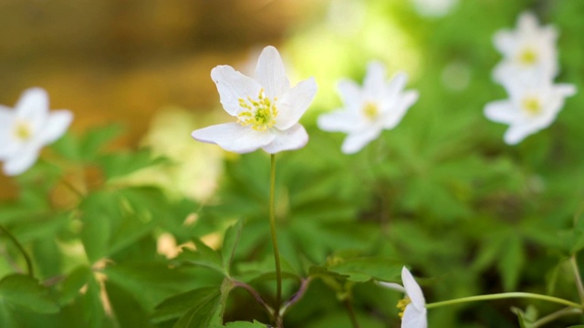 仔细看看白色的花瓣视频素材