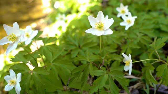 花园里白色花朵的黄色雄蕊视频素材