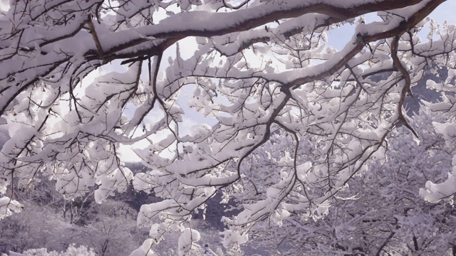 树枝被冬雪覆盖/全罗南道顺天寺，韩国视频素材