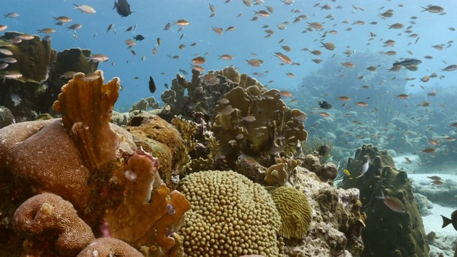 库拉索岛附近加勒比海的珊瑚礁海景，有鱼，珊瑚和海绵视频素材