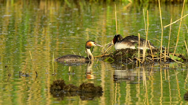 大冠毛鸊鷉，Podiceps cristatus，对巢视频素材