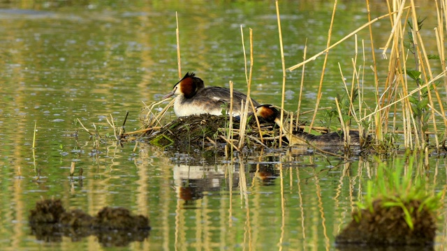 大冠毛鸊鷉，Podiceps cristatus，对巢视频素材