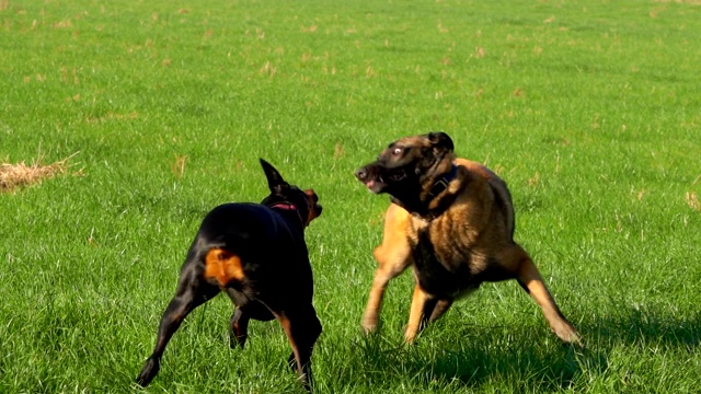 杜宾犬和比利时马利诺牧羊犬在绿地上奔跑玩耍视频素材