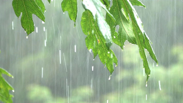 暴雨落在木瓜树叶上视频素材