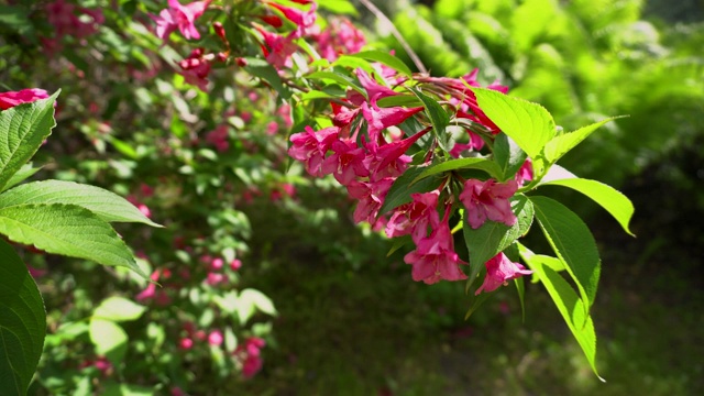 盛夏花园，春意盎然。公园里长着粉红色花朵的灌木。5月开花视频素材