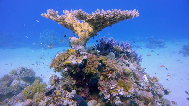 在美丽的珊瑚礁和许多热带鱼水下潜水红海-拉哈米湾/马萨阿拉姆视频素材