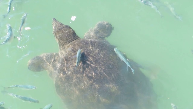 在河里捕猎的大软壳龟视频素材