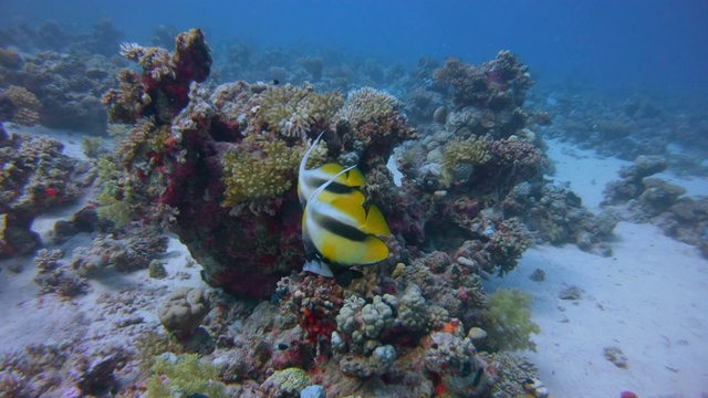 在美丽的珊瑚礁潜水与红海旗鱼(Heniochus intermedius)在红海-拉哈米湾/马萨阿拉姆视频素材