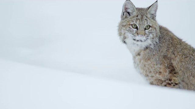 编辑一只在深雪中行走的山猫视频素材