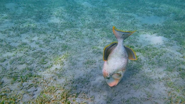 埃及红海-马萨阿拉姆，在海底觅食的黄鳍鲷(黄鳍鲷)视频素材