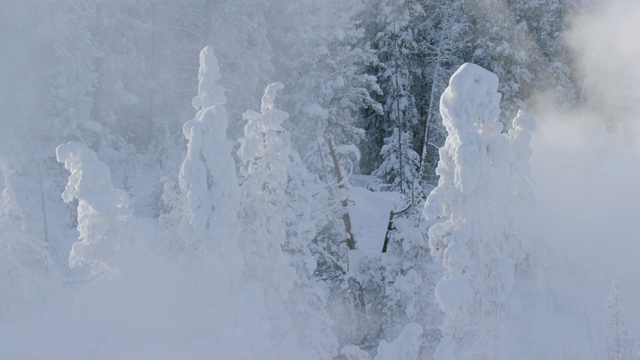 阳光和蒸汽在被雪覆盖的树木间穿梭视频素材