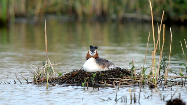 大冠毛鸊鷉，Podiceps cristatus，在巢上视频素材