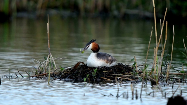 大冠毛鸊鷉，Podiceps cristatus，在巢上视频素材