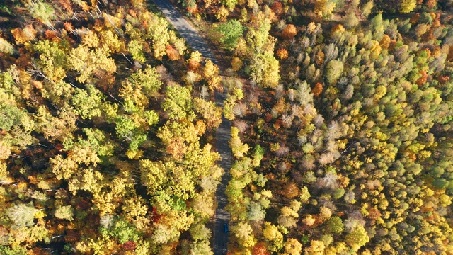 空中，在一条蜿蜒的小路上，穿过秋日明亮的黄色森林，五颜六色的汽车正在行驶视频素材