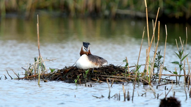 大冠毛鸊鷉，Podiceps cristatus，在巢上视频素材