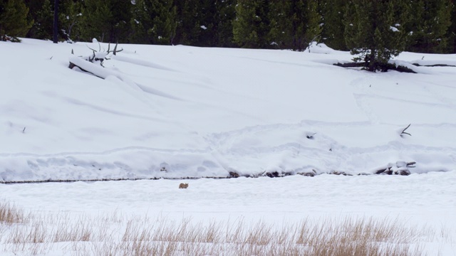 雪地里一只山猫的广角镜头视频素材