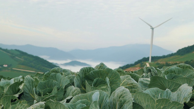 “Anbandegi”田(风景优美的白菜地)和带雾的风力涡轮机/江陵溪，江源道，韩国视频素材