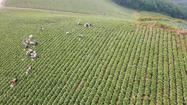 “Anbandegi”田(风景白菜地)/江陵溪，江原道，韩国视频素材