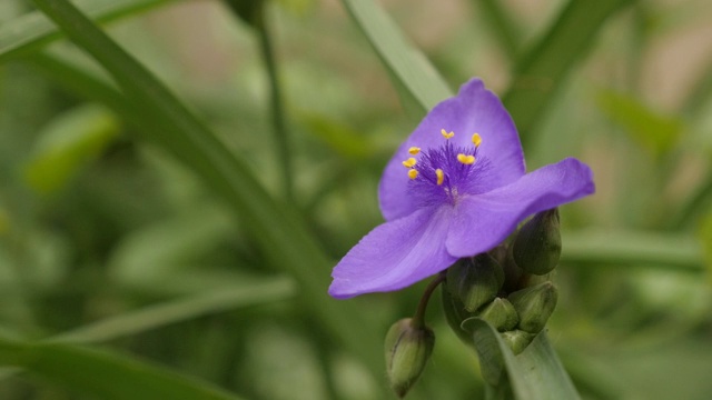 花椒植物动作缓慢视频素材