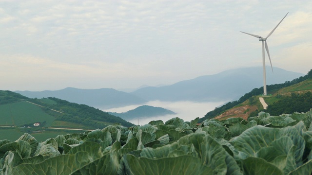 “Anbandegi”田(风景优美的白菜地)和带雾的风力涡轮机/江陵溪，江源道，韩国视频素材