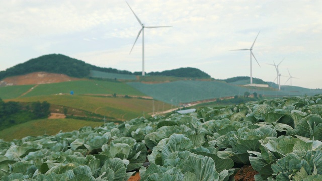 “Anbandegi”田(风景优美的白菜地)和风力涡轮机/江陵溪，江原道，韩国视频素材