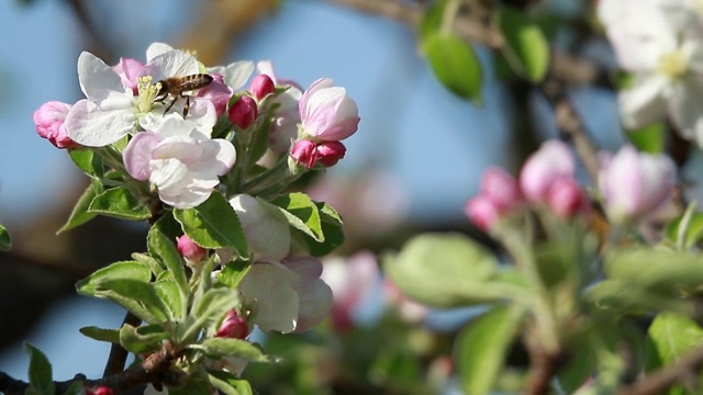 特写苹果枝，花蕾和一只蜜蜂在春天。视频下载