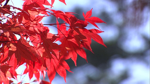 Autumn Leaves /秋天的叶子视频素材